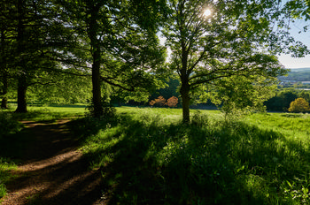 Backlit trees & path in Tapton Park This landscape photograph taken in Tapton Park, Chesterfield, shows a group of backlit trees casting elongated shadows across a grassy path during a spring evening. The sun is visible through the foliage, creating patterns of light and shadow on the ground, while the vibrant green tones of the season are apparent throughout the park. The trees dominate the scene, with their leaves illuminated by the evening sunlight and a distant view of Chesterfield’s surroundings partially visible through the branches.